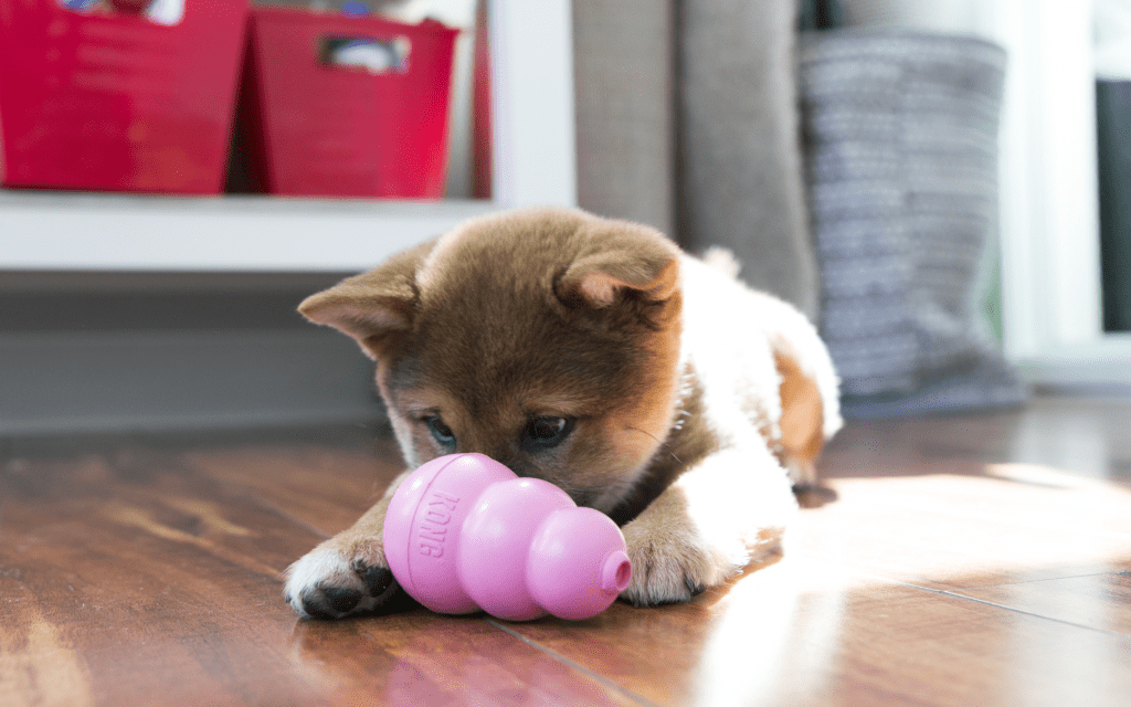 Pets at 2025 home puppy kong