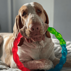 Brown dog with big KONG ring chew toy in its mouth.