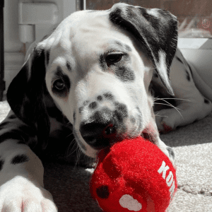 A dalmation holding a red KONG ball while laying indoors.