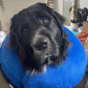A black dog wearing a blue KONG neck ring.
