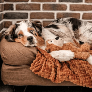 A white, brown, and black dog cuddling a KONG bear on a couch.