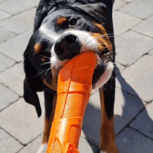 A black, brown, and white dog tugging on an orange KONG toy.