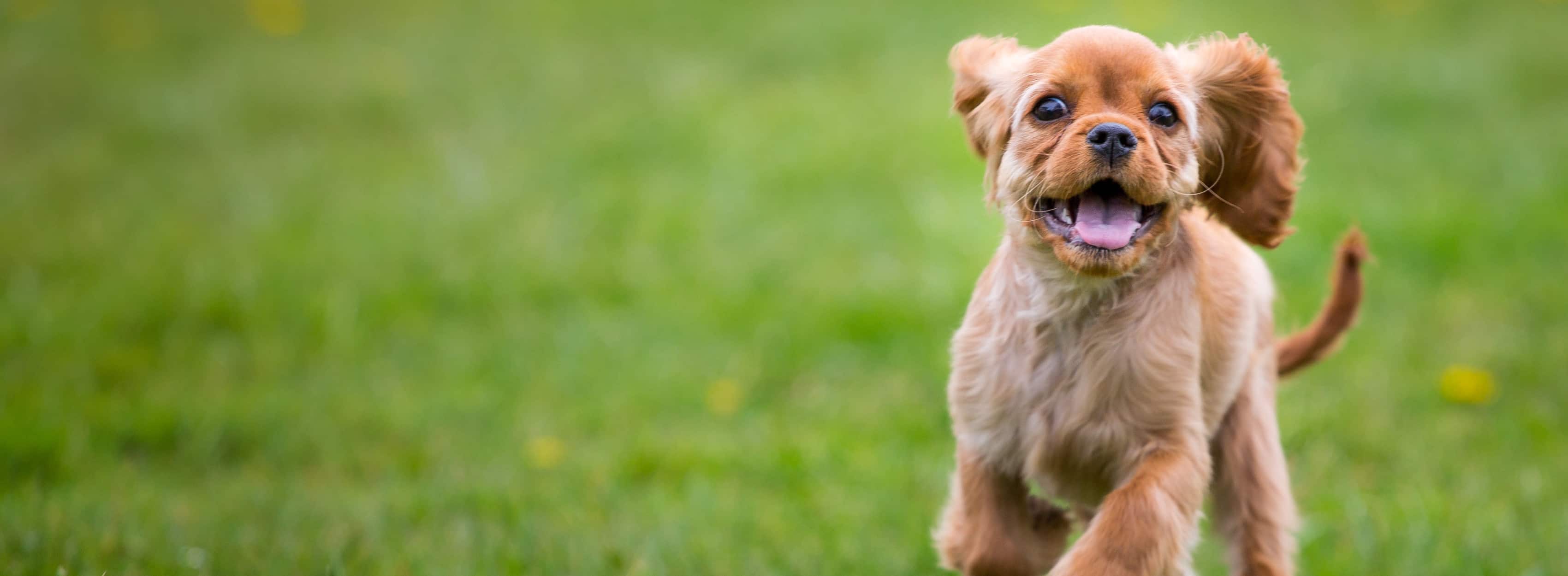 Small brown dog running through a grass field.