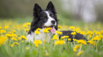 A black and white dog smiling in a yellow flower field outside.