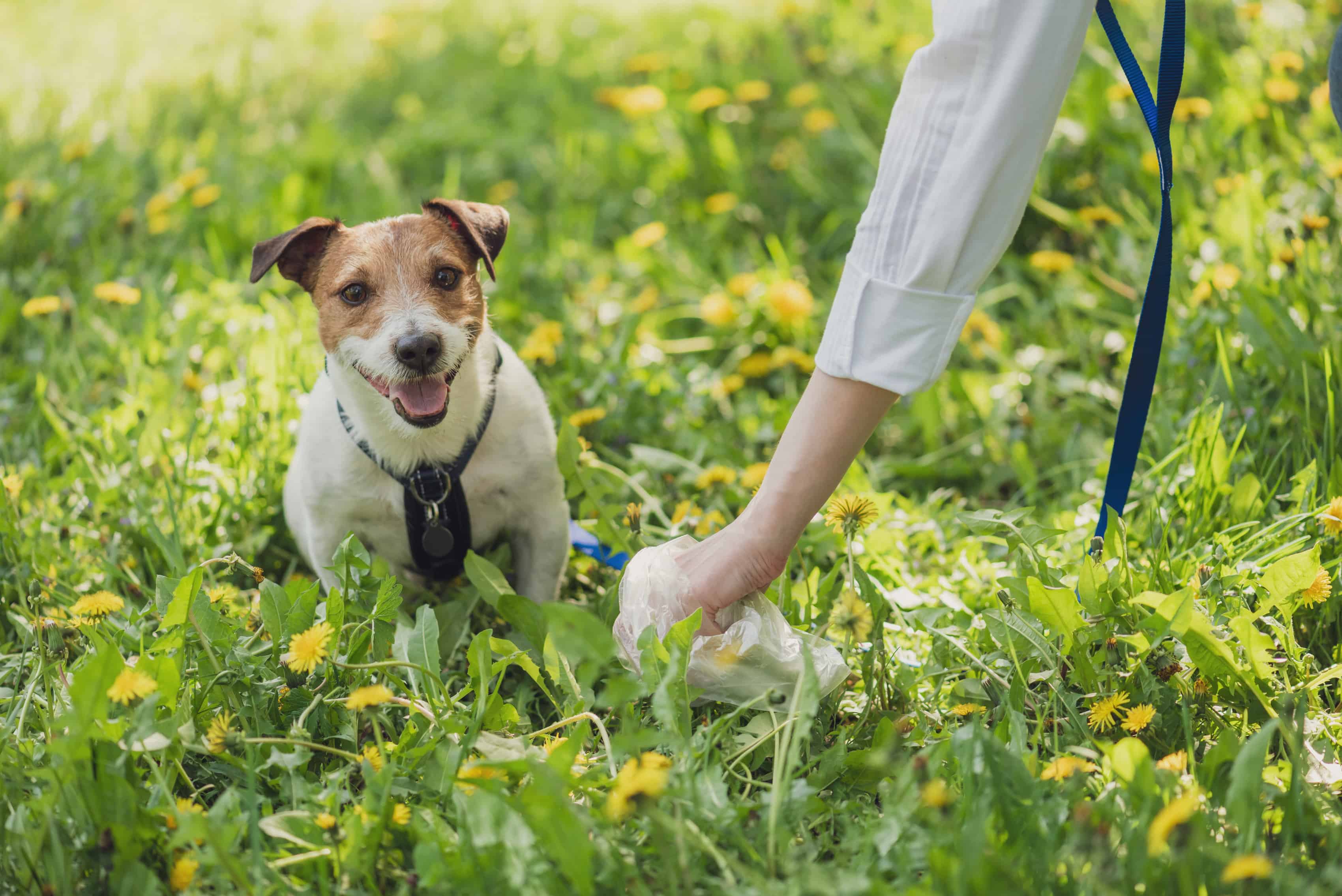 cómo deshacerse de la caca de perro en el jardín