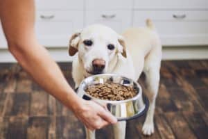 person feeding white dog their dog food in their bowl.