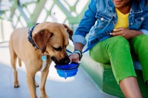 Person holding blue travel dog bowl for dog white the dog drinks the water outside