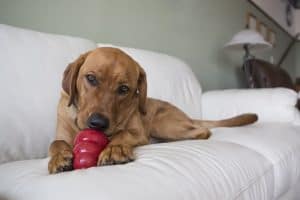 Brown dog on white couch chewing and licking red KONG toy