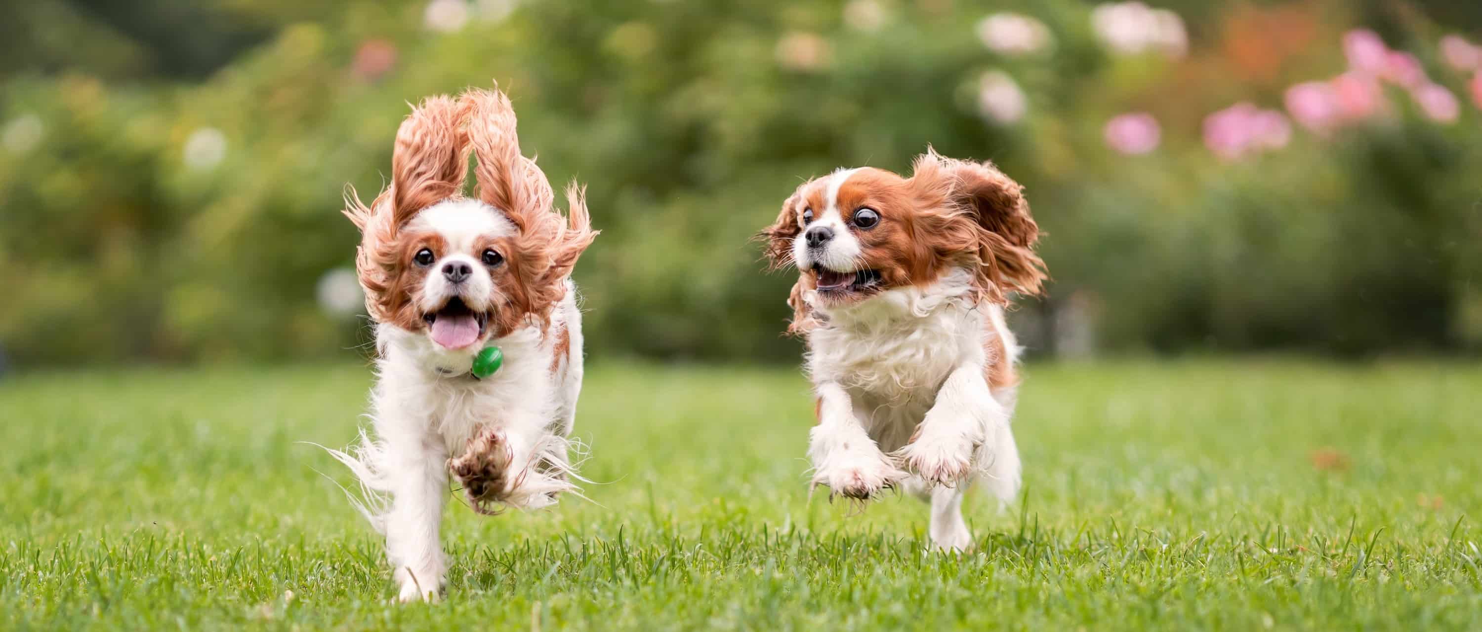 qué tan grande debe ser un parque para perros