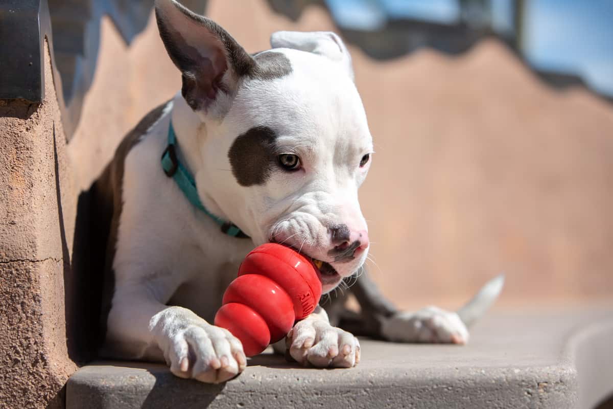 Kong pitbull puppy best sale