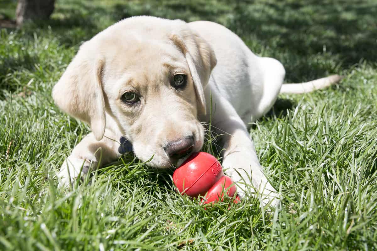 la col rizada es mala para los perros