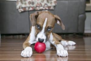 Brown and white dog laying on the floor sniffing a red KONG dog toy ball