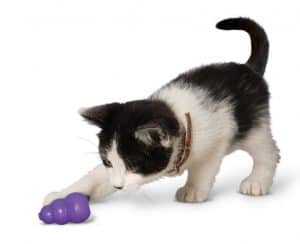 Black and white cat looking and sniffing purple cat KONG toy