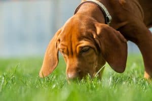 brown puppy sniffing the grass outside