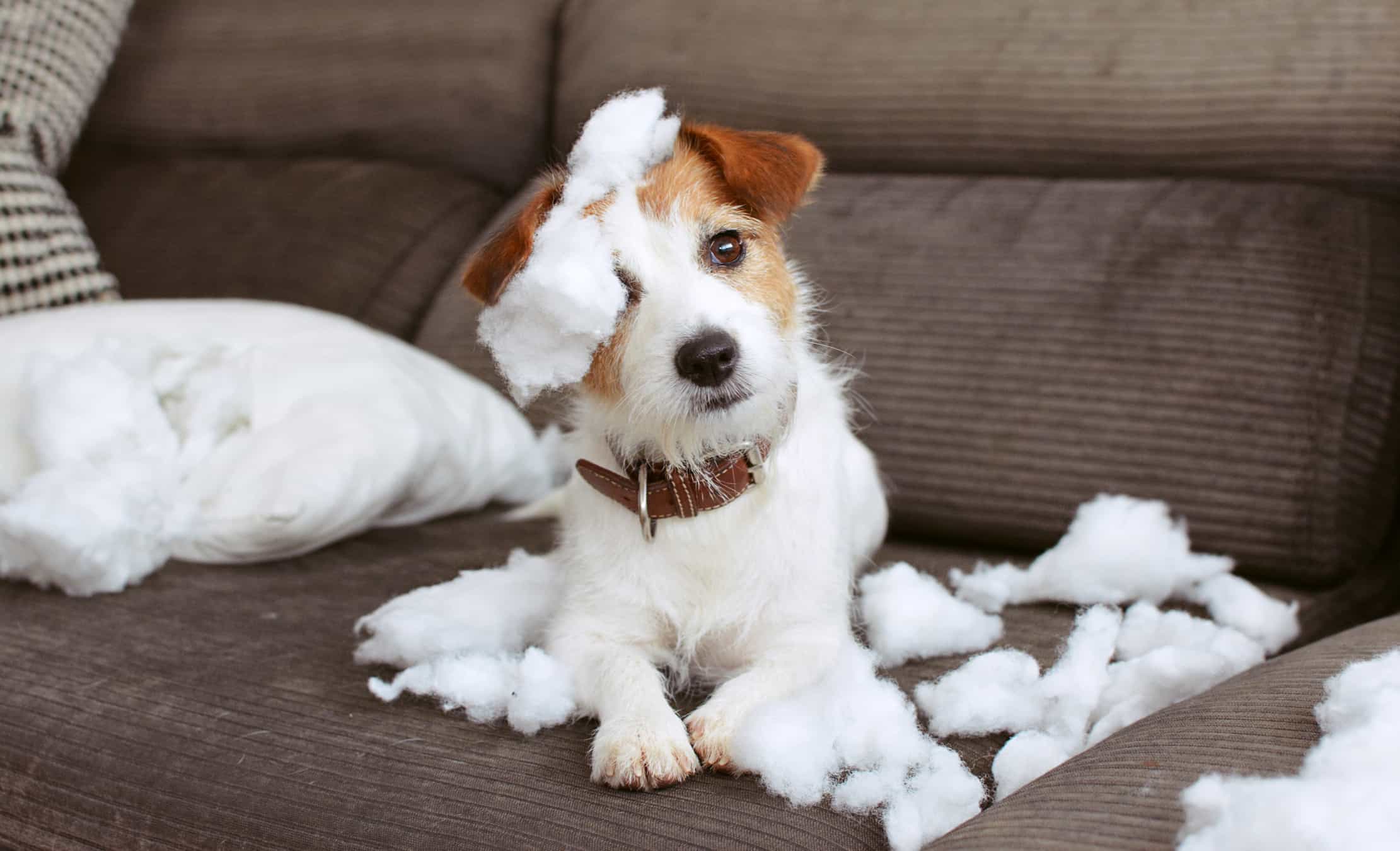 las patas de los perros se congelan