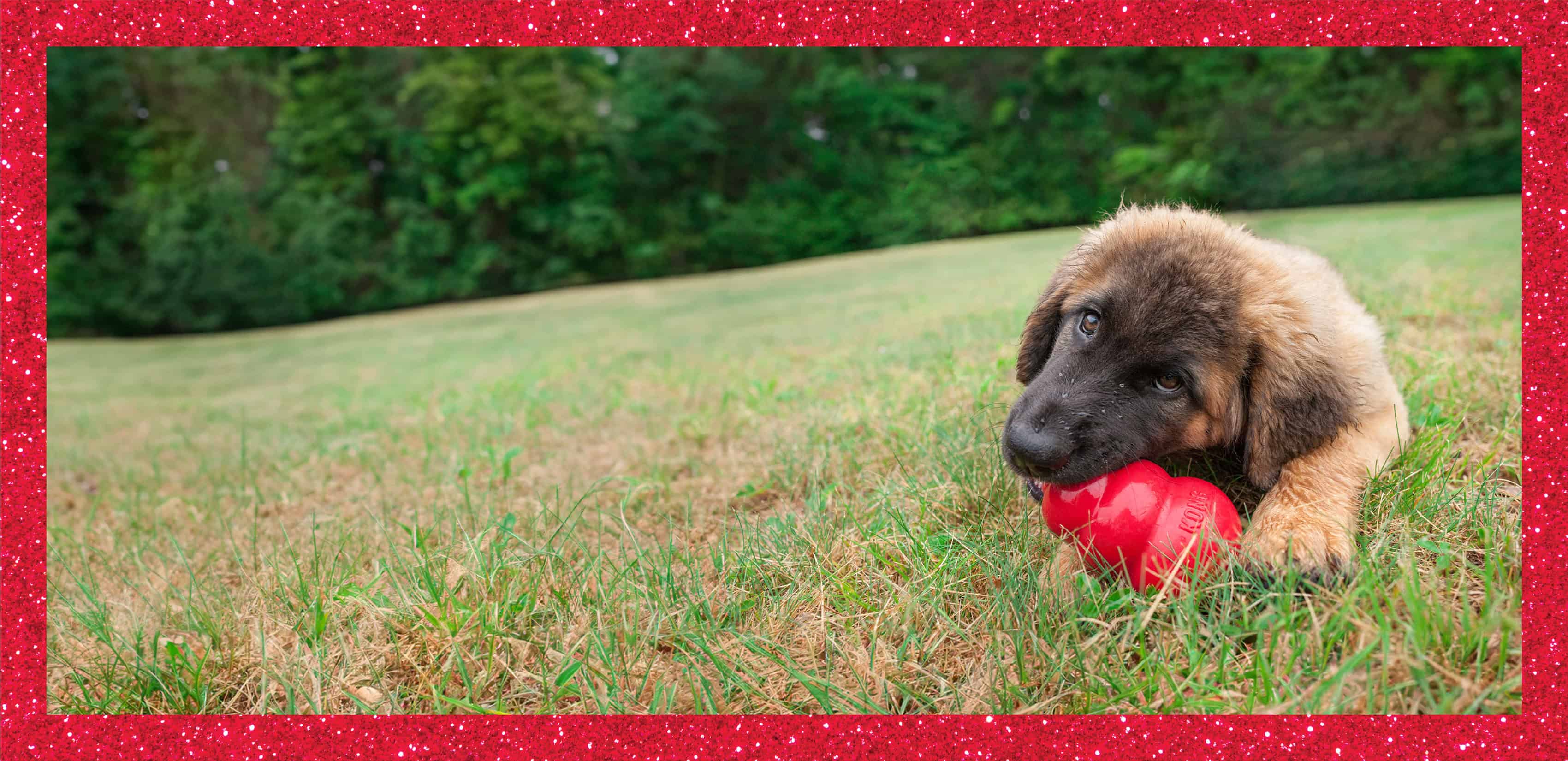 Dog chews on KONG in a field.